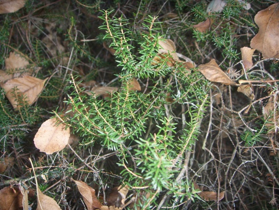 Scoparia o arborea ? Erica scoparia